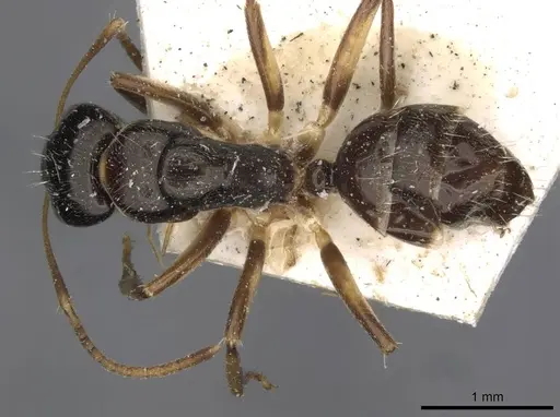 Camponotus froggatti - CASENT0910382