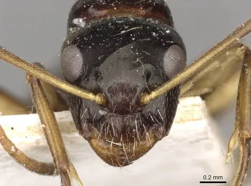 Camponotus froggatti - CASENT0910382