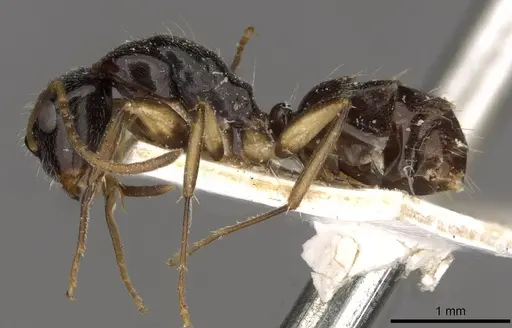 Camponotus froggatti - CASENT0910382