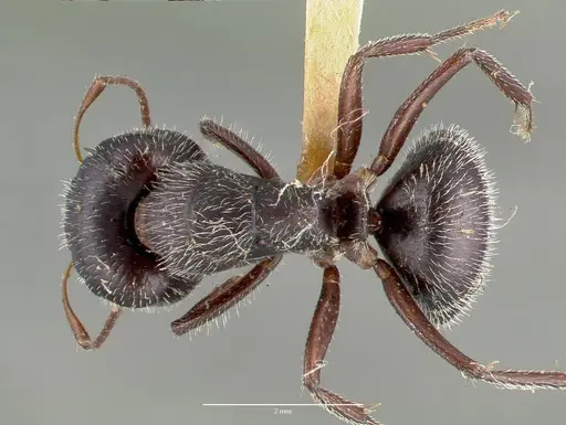 Camponotus frontalis specimen
