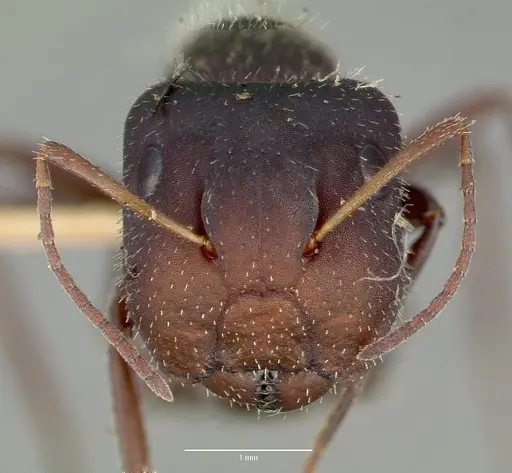 Camponotus frontalis specimen