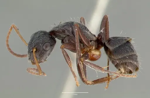 Camponotus frontalis specimen