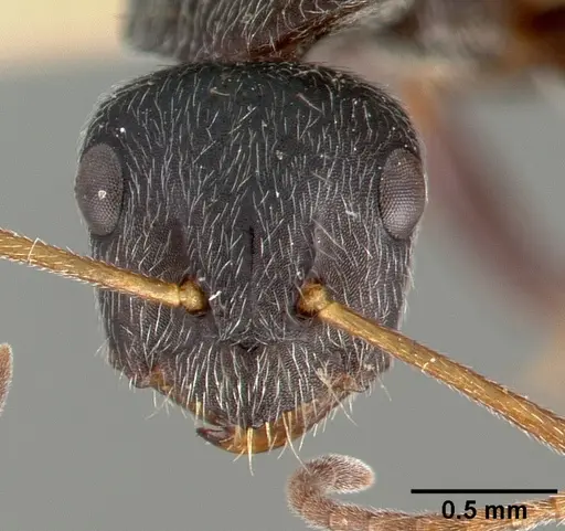 Camponotus frontalis - CASTYPE00603