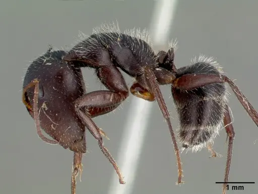 Camponotus frontalis - CASTYPE00603