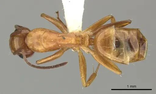 Camponotus fugax specimen