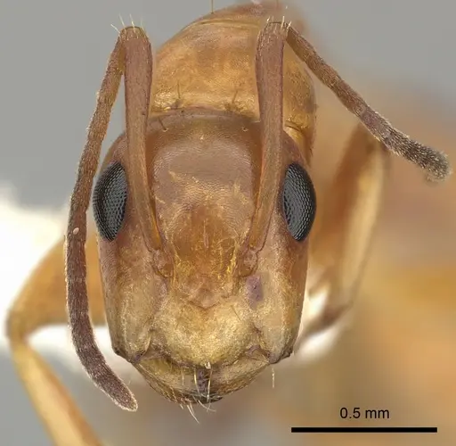 Camponotus fugax specimen