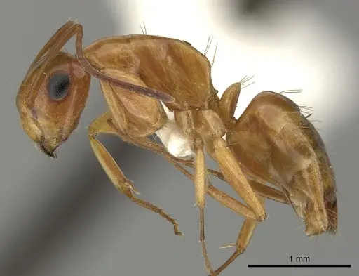 Camponotus fugax specimen