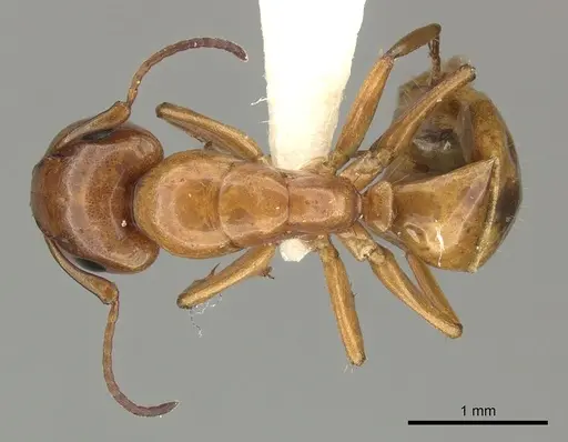 Camponotus fugax - CASENT0619232