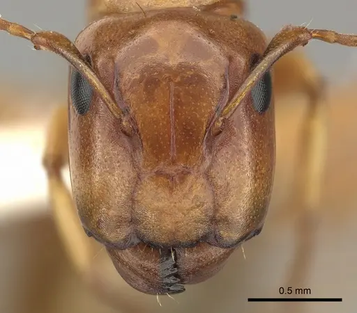 Camponotus fugax - CASENT0619232