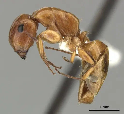 Camponotus fugax - CASENT0619232