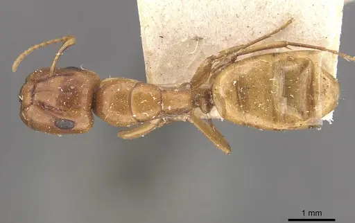 Camponotus fugax - CASENT0910660