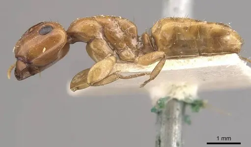 Camponotus fugax - CASENT0910660