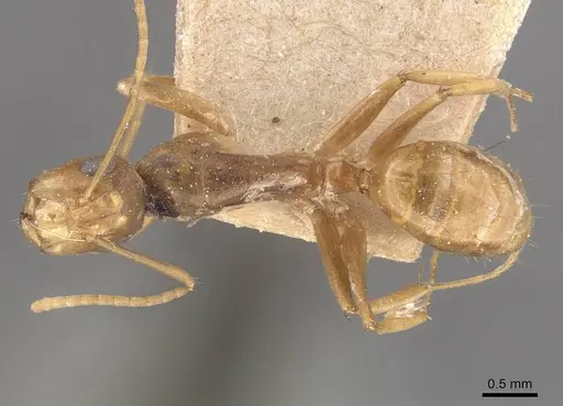 Camponotus fugax - CASENT0910661