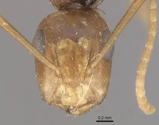 Camponotus fugax - CASENT0910661