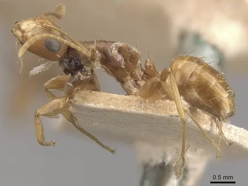 Camponotus fugax - CASENT0910661