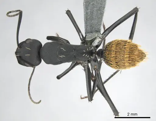Camponotus fulvopilosus specimen