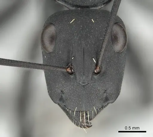 Camponotus fulvopilosus specimen