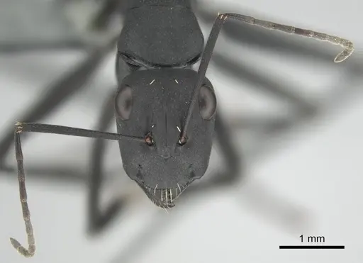 Camponotus fulvopilosus specimen