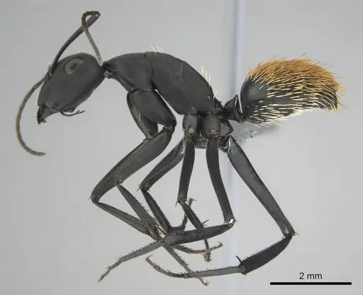 Camponotus fulvopilosus - CASENT0253125