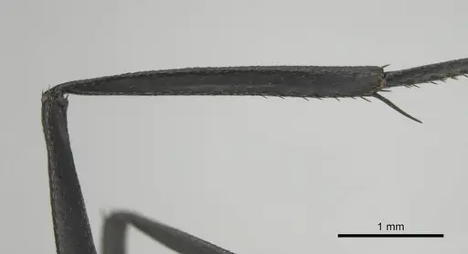 Camponotus fulvopilosus - CASENT0253125