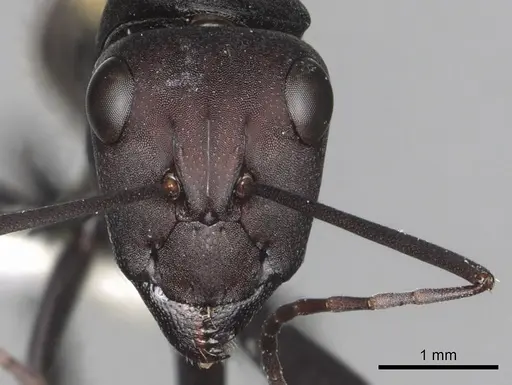 Camponotus fulvopilosus - CASENT0280306