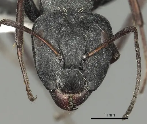 Camponotus fulvopilosus - CASENT0280307