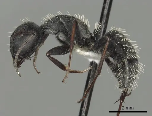 Camponotus fulvopilosus - CASENT0280307