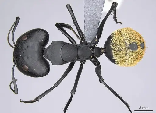 Camponotus fulvopilosus - CASENT0785996