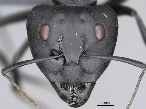 Camponotus fulvopilosus - CASENT0785996