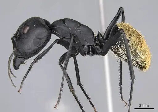 Camponotus fulvopilosus - CASENT0785996