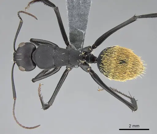 Camponotus fulvopilosus - CASENT0785998