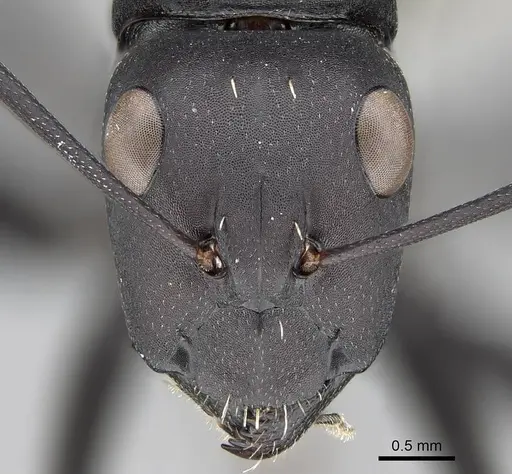 Camponotus fulvopilosus - CASENT0785998