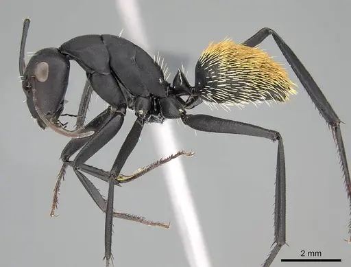 Camponotus fulvopilosus - CASENT0785998