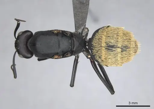 Camponotus fulvopilosus - CASENT0814267