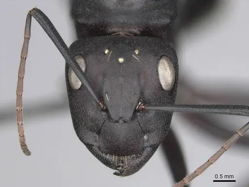 Camponotus fulvopilosus - CASENT0814267