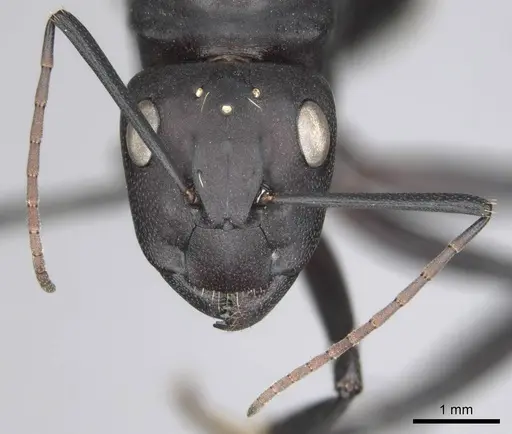 Camponotus fulvopilosus - CASENT0814267