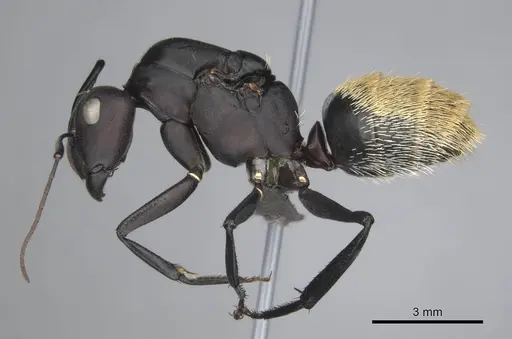 Camponotus fulvopilosus - CASENT0814267