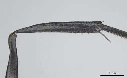 Camponotus fulvopilosus - CASENT0814267