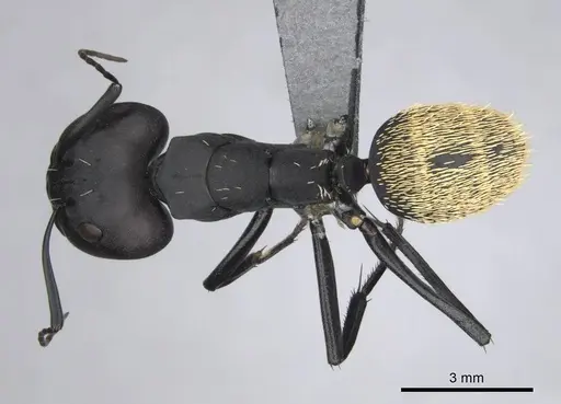 Camponotus fulvopilosus - CASENT0814298