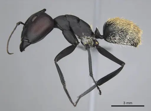 Camponotus fulvopilosus - CASENT0814298