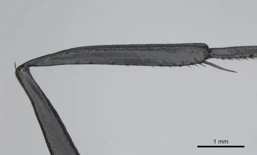 Camponotus fulvopilosus - CASENT0814298