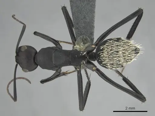 Camponotus fulvopilosus - CASENT0814922