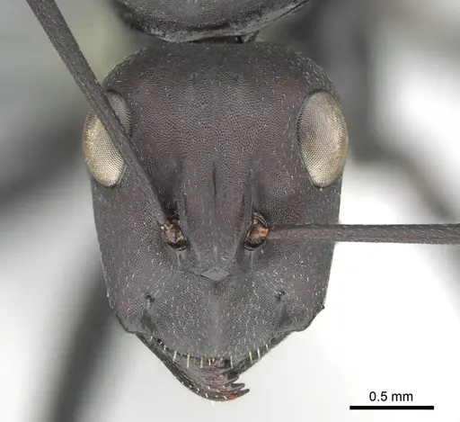 Camponotus fulvopilosus - CASENT0814922