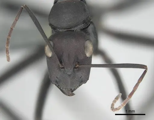 Camponotus fulvopilosus - CASENT0814922