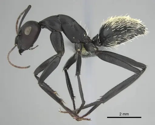 Camponotus fulvopilosus - CASENT0814922