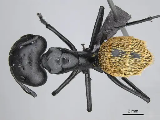 Camponotus fulvopilosus - CASENT0822234