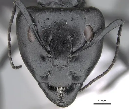 Camponotus fulvopilosus - CASENT0822234