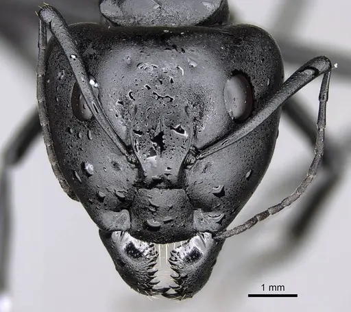 Camponotus fulvopilosus - CASENT0822234