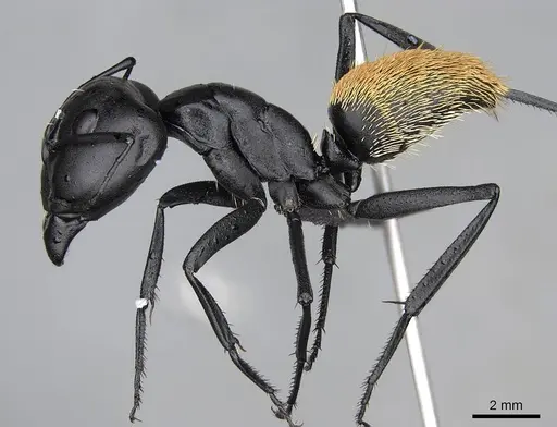 Camponotus fulvopilosus - CASENT0822234