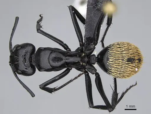 Camponotus fulvopilosus - CASENT0822235